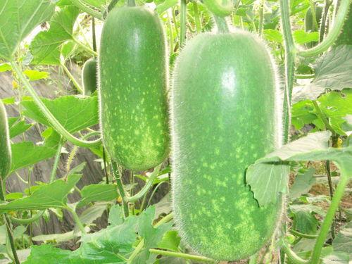 今日吃瓜51 52每日大瓜视频,51